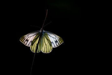 High-key veined white by Mark Dankers