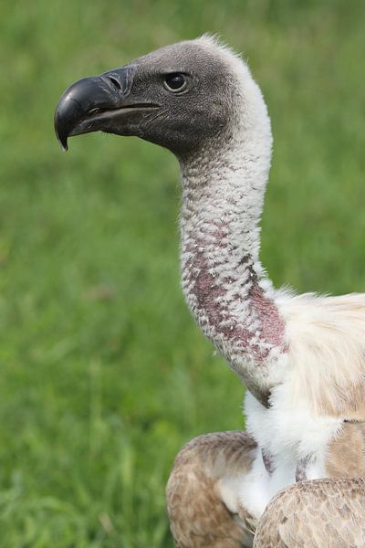 Witruggier (Gyps africanus) van Ronald Pol
