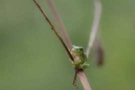 Tree frog looks at me with focus