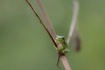 La rainette me regarde avec attention sur Ans Bastiaanssen