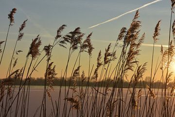 Winter in Reeuwijk van Michelle Boot