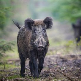 Wild zwijn op de Veluwe van Tom Zwerver