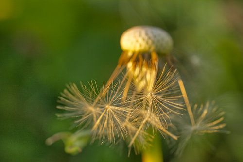 Parachutes van paardenbloemen in de ochtendzon