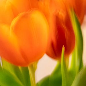 Tulpen | schließen