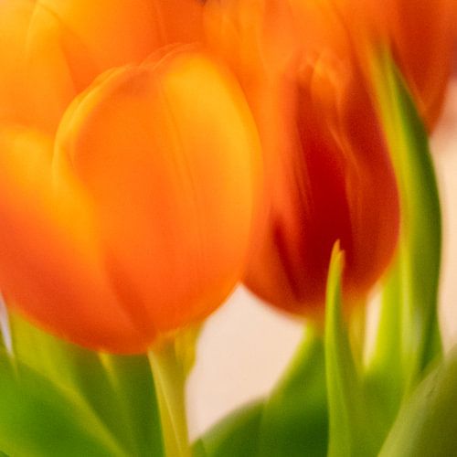 Tulips | close
