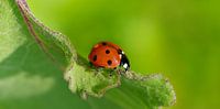 Coccinelle, porte-bonheur par Violetta Honkisz Aperçu