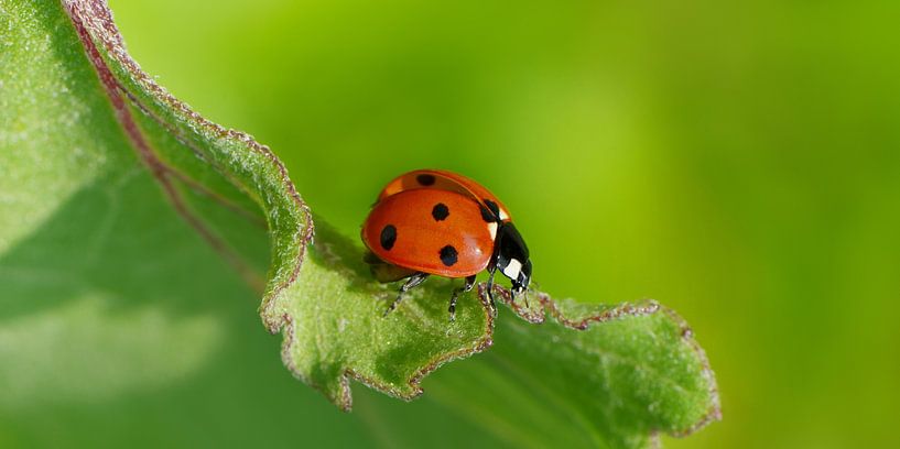 Coccinelle, porte-bonheur par Violetta Honkisz