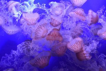 Jellyfish 4 by Merel Pape Photography