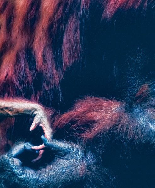 Orangutan Baby by Truckpowerr