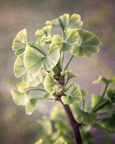 Sprouting Ginkgo I, Debra Van Swearingen