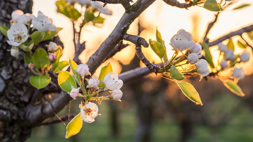 Betuwe Blossom by Max ter Burg Fotografie