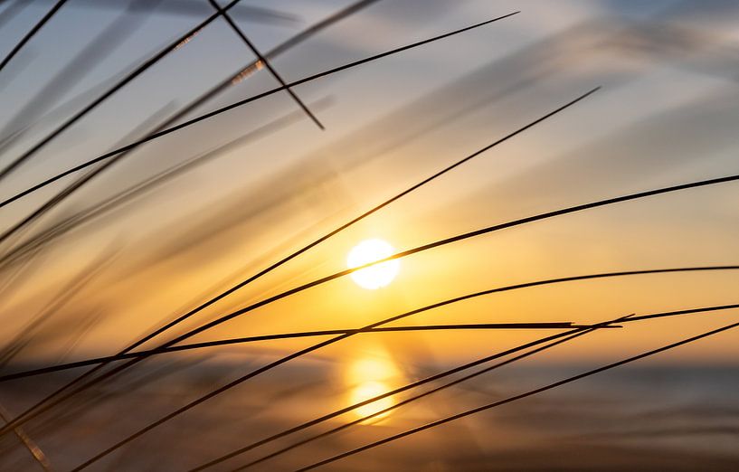 Close-up marram grass in evening light with sun by Percy's fotografie