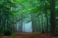 blue forest