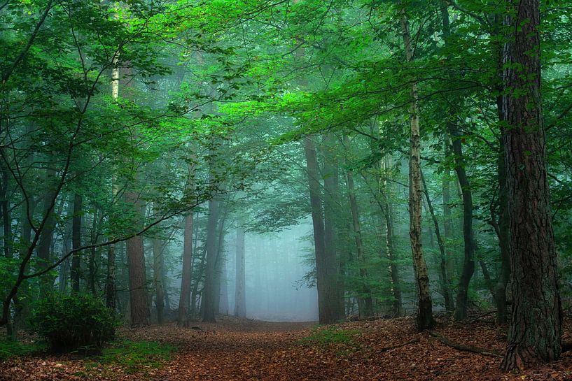 blue forest van Danielle de Graaf