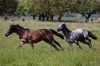 Flowing horses