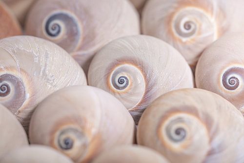 Basic: De slakkenhuisjes