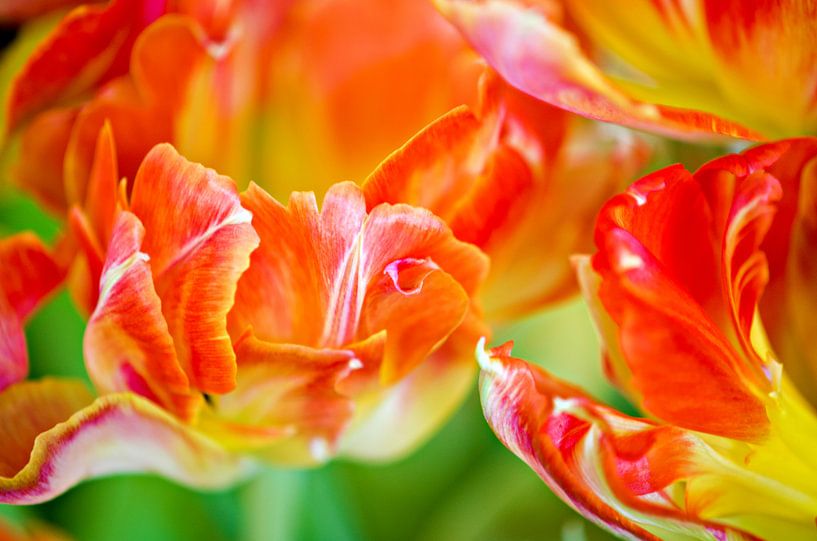 Oranje Tulpen van Jessica Berendsen