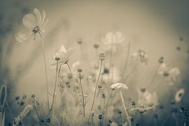 Flower meadow in vintage look by JoachimD.Kruse-Photography