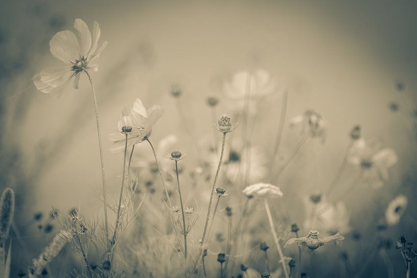 Blumenwiese im Vintage Look von JoachimD.Kruse-Photography