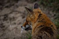 renard