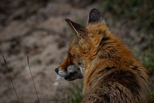 Fuchs