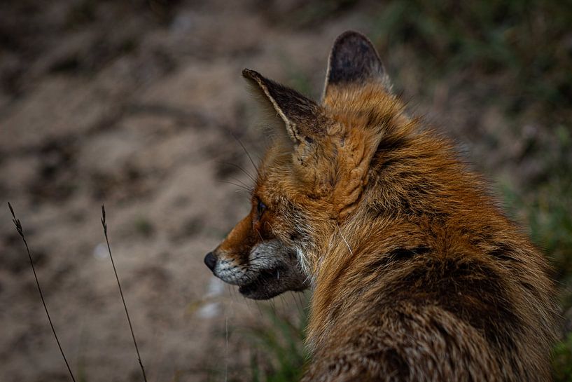 fox by Wietske Uffelen