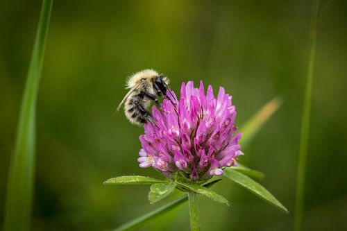 Bee on flower