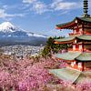 Picturesque view of Mount Fuji with Chureito Pagoda during cherry blossom season by Melanie Viola