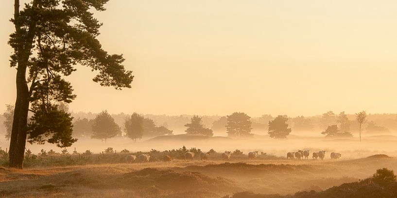 Wandeling von Piet Haaksma