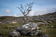 Einsamer kahler Strauch in Irland von Bo Scheeringa Photography Miniaturansicht