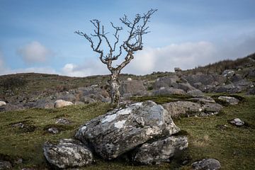 Eenzame kale struik in Ierland