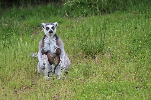 Een bedreigde Ringstaartmaki met jongen 