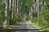Le sentier des arbres