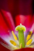 das Herz der Tulpe
