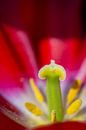 das Herz der Tulpe von Photo_Minuscule Miniaturansicht