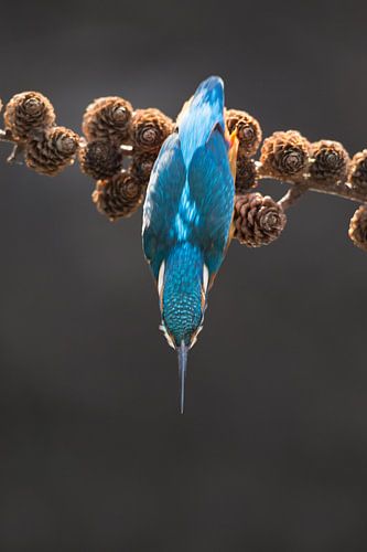 IJsvogel duikt van sparrentak naar vis in het Gooi
