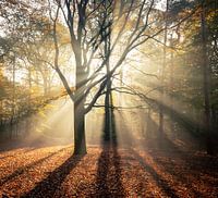 Morning glory