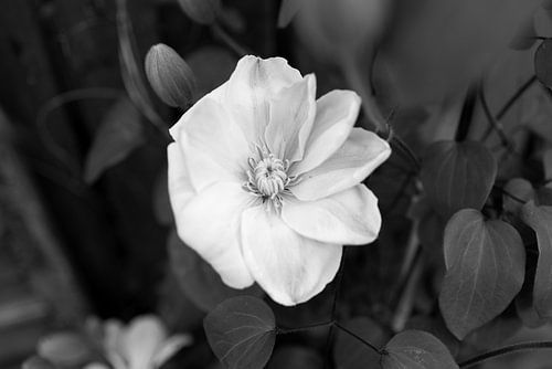 De eerste bloemen in de tuin in het Emsland