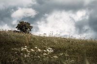 Boom in het veld