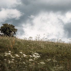 Tree in the field by Andreas Vanhoutte