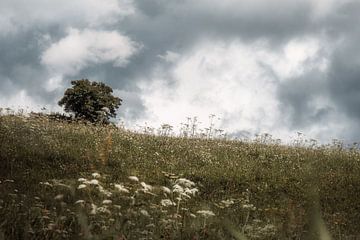 Boom in het veld van Andreas Vanhoutte