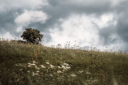 Boom in het veld van Andreas Vanhoutte