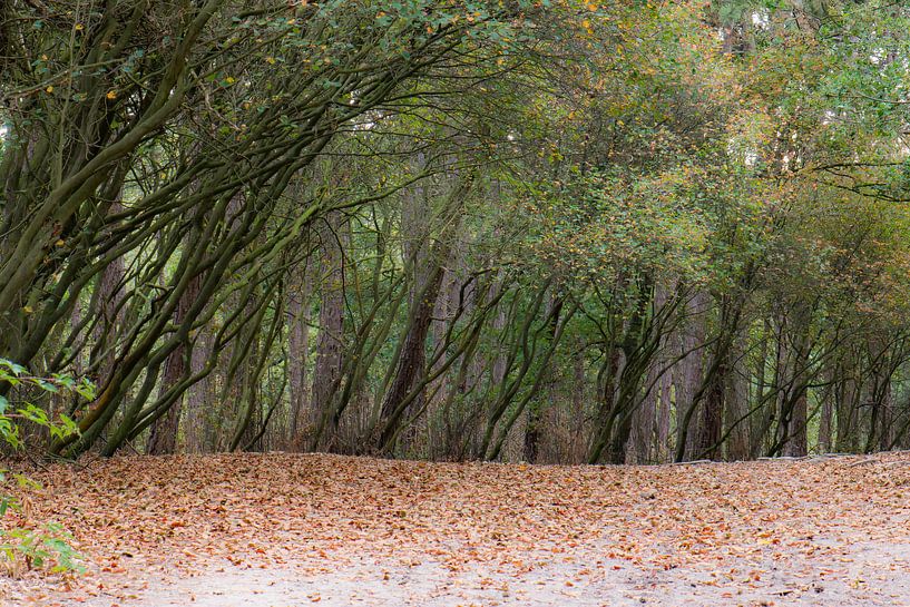 row of slanted trees by Tania Perneel