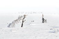 Winter landschap par Ingrid Van Damme fotografie Aperçu