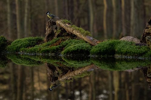 Koolmeesje gespiegeld in water