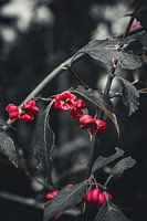 Nature in Detail #1
