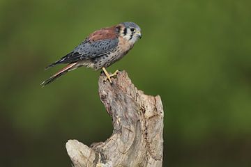 Amerikaanse Torenvalk (Falco sparverius) van Ronald Pol