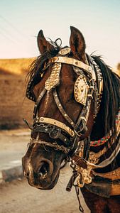 Paard
