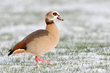 Egyptian Goose ( Alopochen aegyptiacus ) in winter, walking over snow covered farmland van wunderbare Erde
