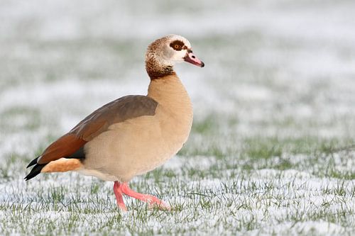 Nilgans ( Alopochen aegyptiacus ) im Winter, läuft über ein Feld